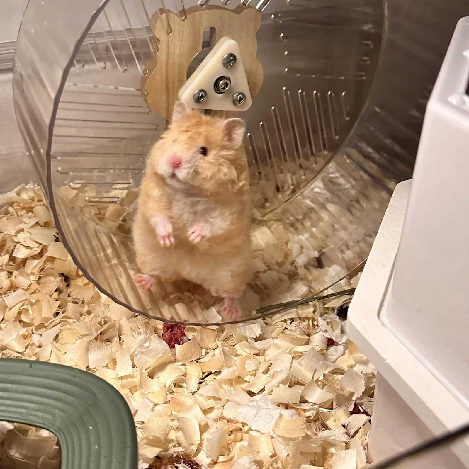 Hamster Running Wheel Golden Bear To Relieve Boredom Toy Roller Ultra-quiet Runner Large Bracket Special For Toy Landscapin M251205