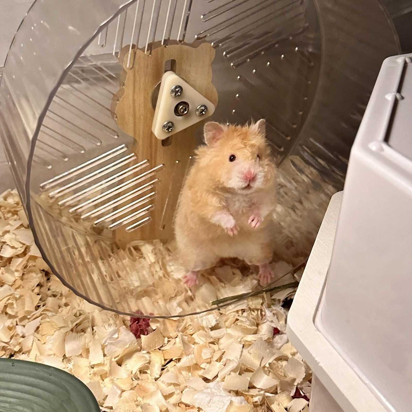 Hamster Running Wheel Golden Bear To Relieve Boredom Toy Roller Ultra-quiet Runner Large Bracket Special For Toy Landscapin M251205