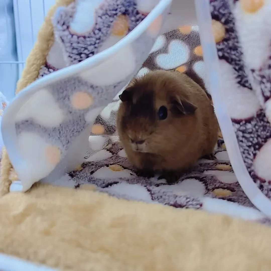 Hamster House Pet Sleeping Cave Warm Soft Beds Plush Printed Cage For Guinea Pig Squirrel Mice Rat Small Animal Supplies M251206