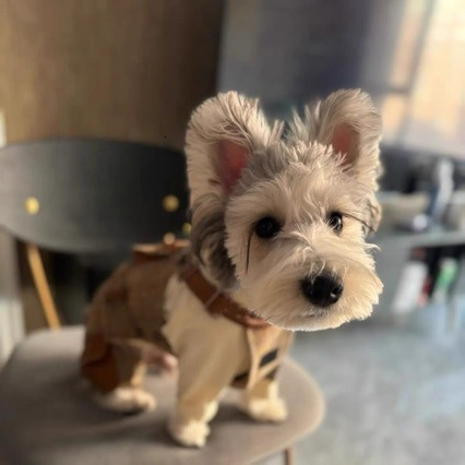 Dog Overalls: British Style Striped Pet Jumpsuit Puppy Clothes with Pocket for Small/Medium Dogs (Boy/Girl) - Size M