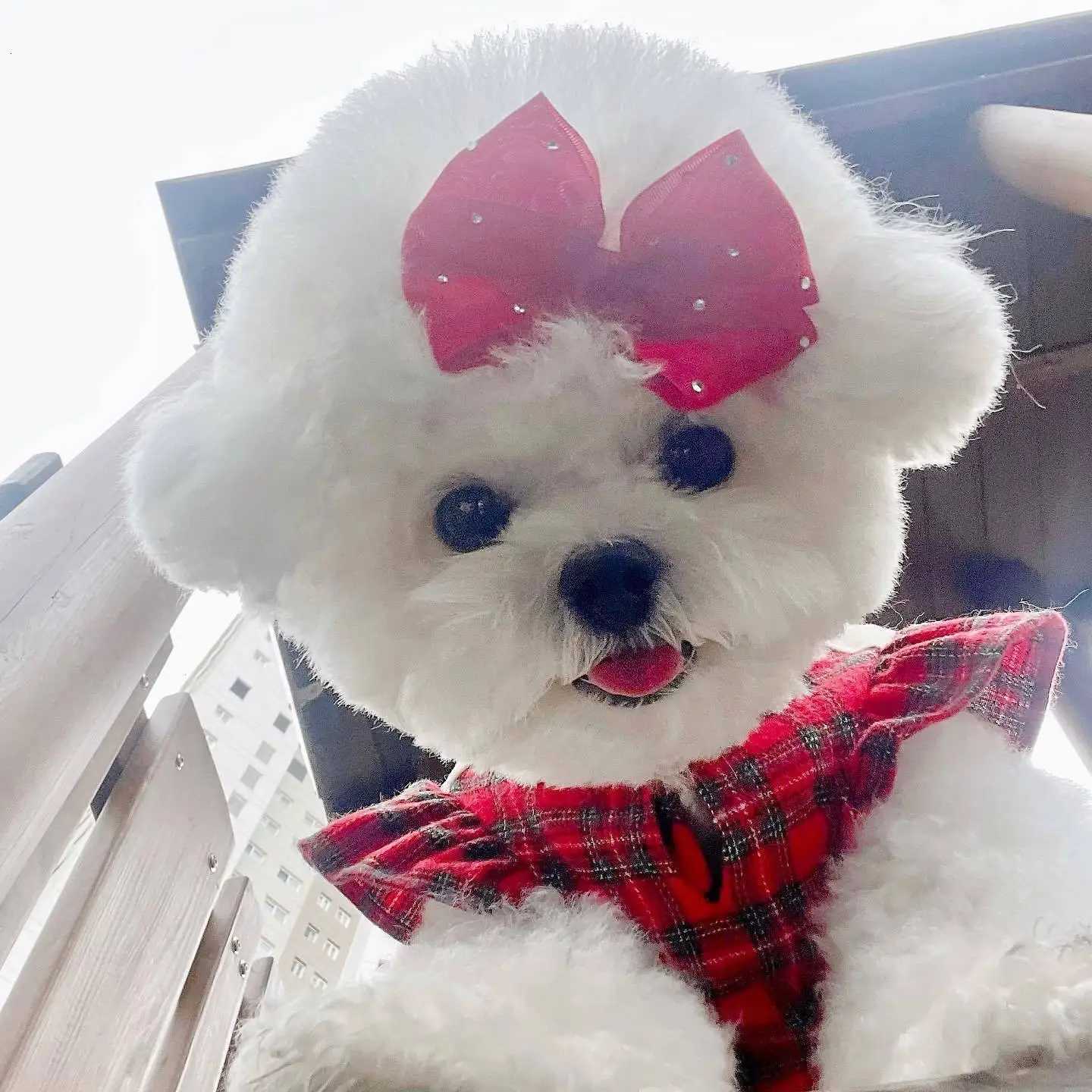 Same British Princess High-Quality Pet Dress Red Checkered Christmas Dogs Clothing For Puppy Gift M251208