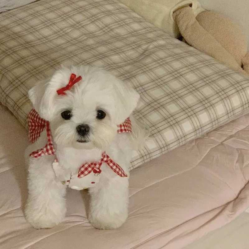 Pet Dog Bow Breathable Vest Puppy Skirt Dog Summer Dresses Retro Cute Camisole Vest Skirt Set Cat Teddy Bear Pet Cooling Vest M251208