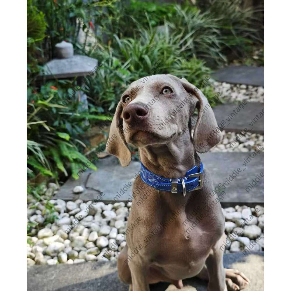 Designer Dog Collar With Classic Letter Pattern Design, Trendy Brand Dog Harness And Leash,genuine Leather Pet Collars Available In Various Colors