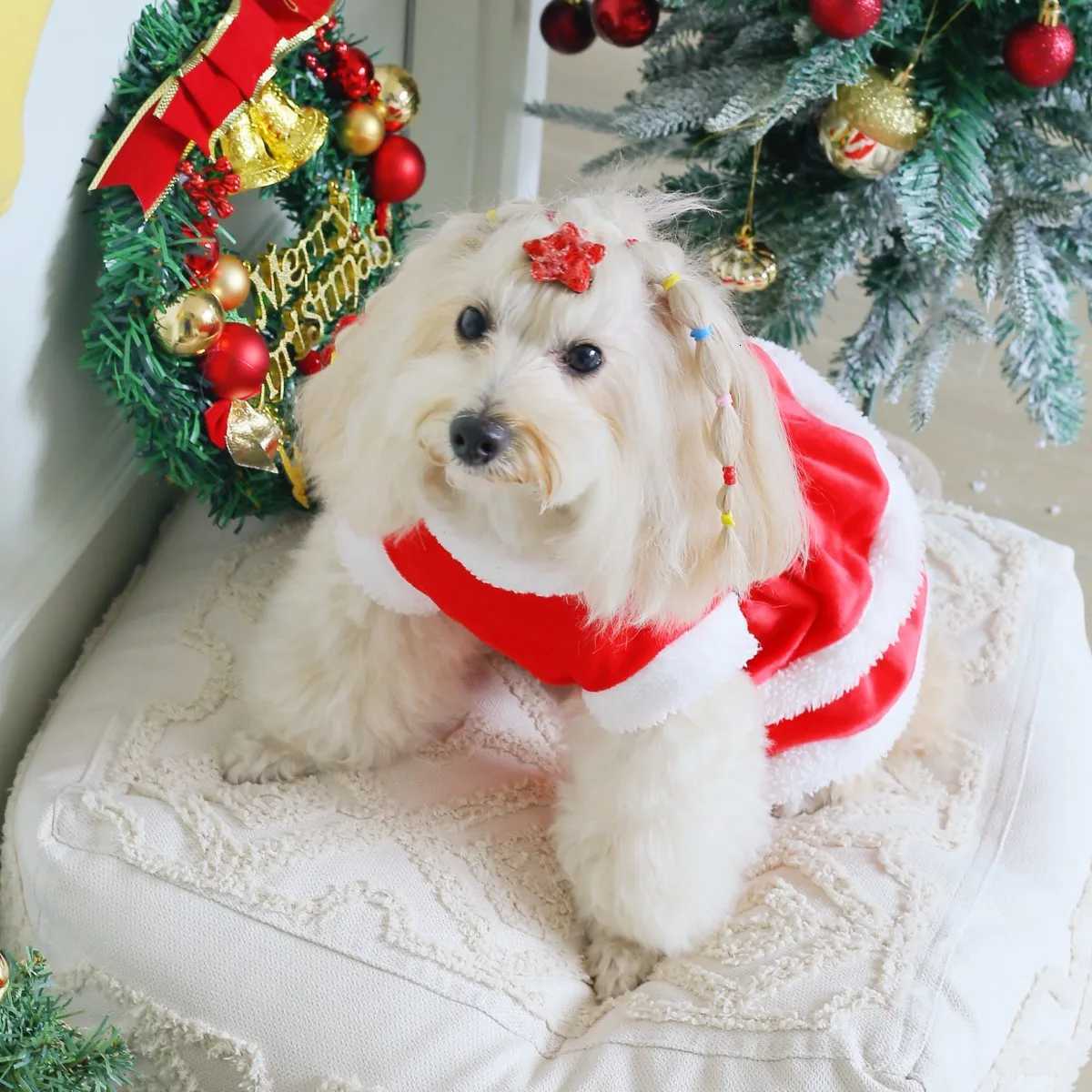 400A Red Velvet Cake Tiered Dress with a Black Satin Belt Gold Buttons and White Trim for Christmas M251208