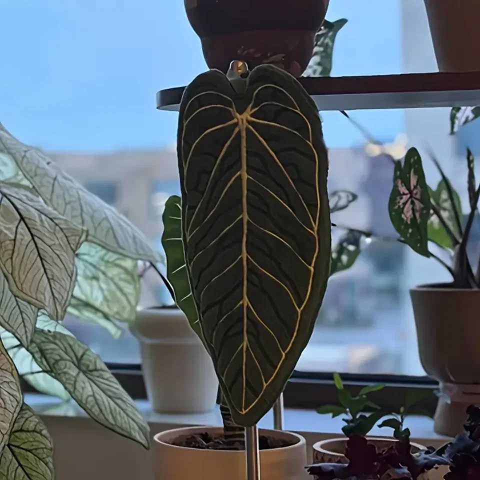 Super absorbent and quick-drying kitchen towel soft coral velvet tropical leaf print suitable for bathtub dry plate C2512107