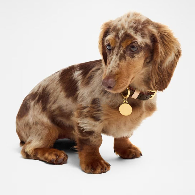 Designer Dog Collars Leash and Dog Bags Holder Luxury Leather Dog Collar with Metal Charm Classic Old Flower Pet Leash for Small Large dogs Fashion Do