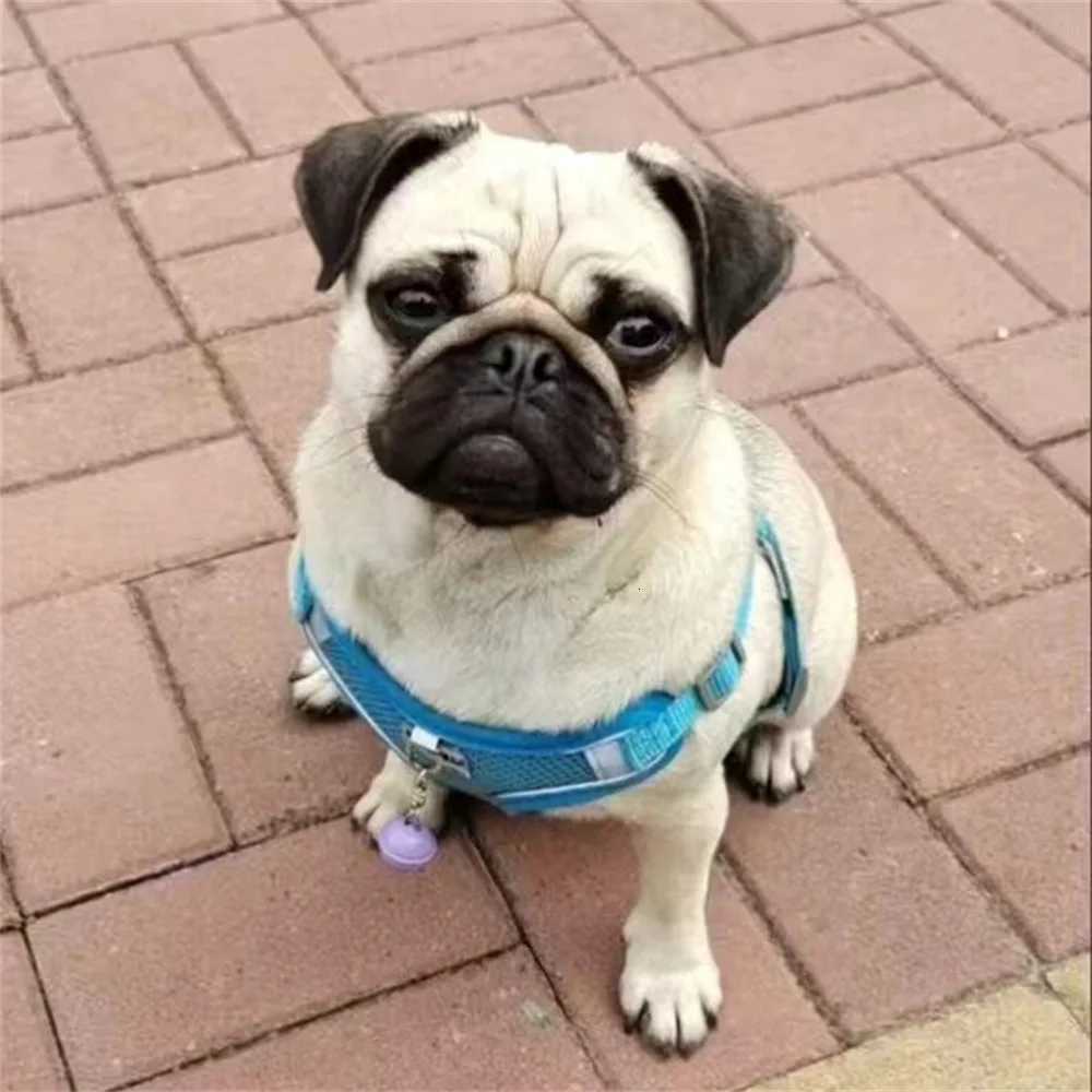 Mesh Breathable Pet Harness for Small Medium Dogs Outdoor Puppy Dog Harnesses and Leash for Walking Pomeranian mascotas Supplies M251213