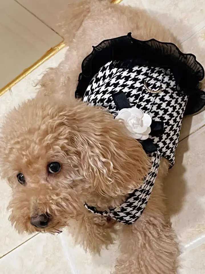 Luxury Pet Harness Leash Set Classic Houndstooth Dog Skirt Clothes With Flower Bowknot For Small Medium Dogs Cats M251213