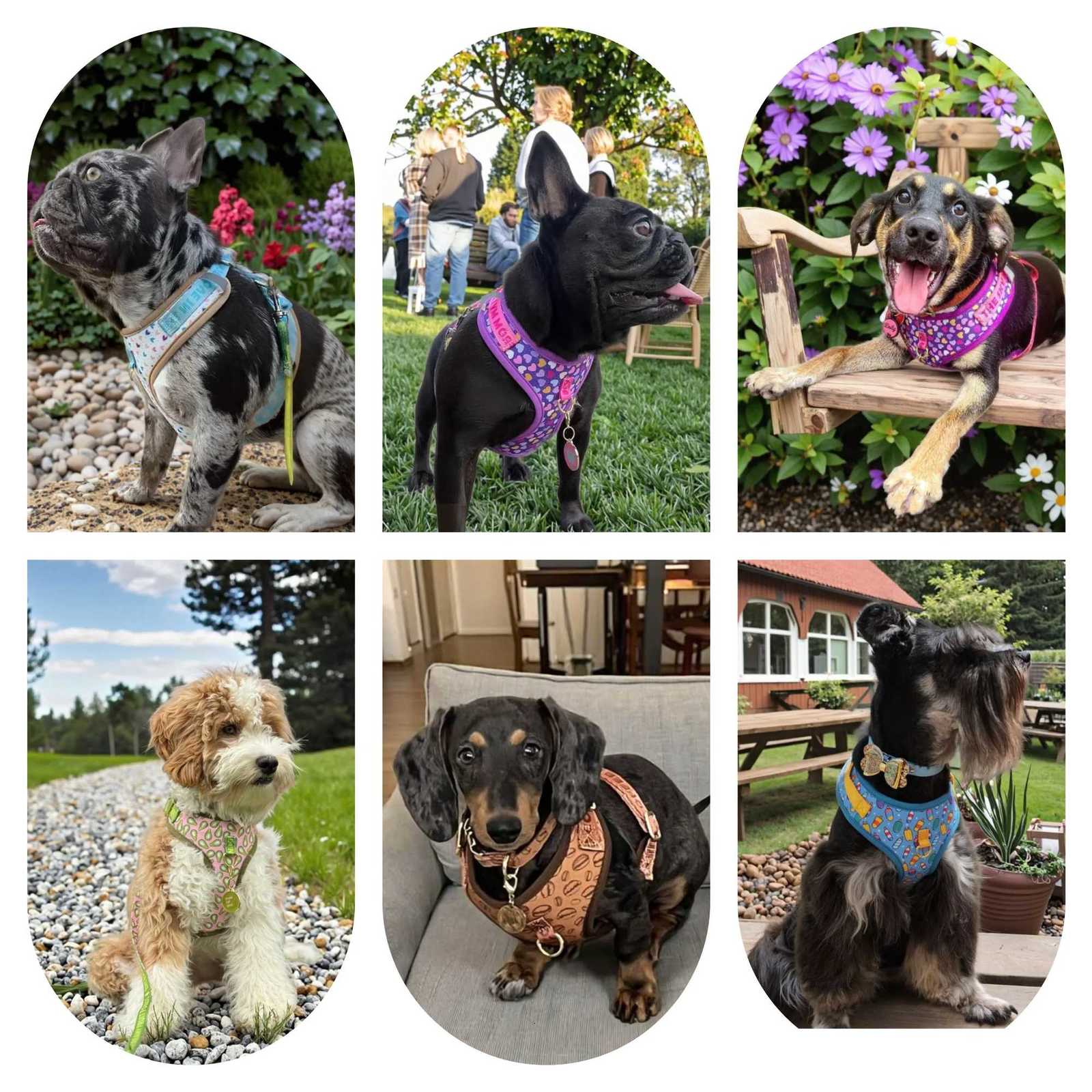 Valentines Day and New Years gift Cute Design Adjutable Luxury Designer Pet Harness 1 Pcs Color Matching Pet Dog Leashes M251213