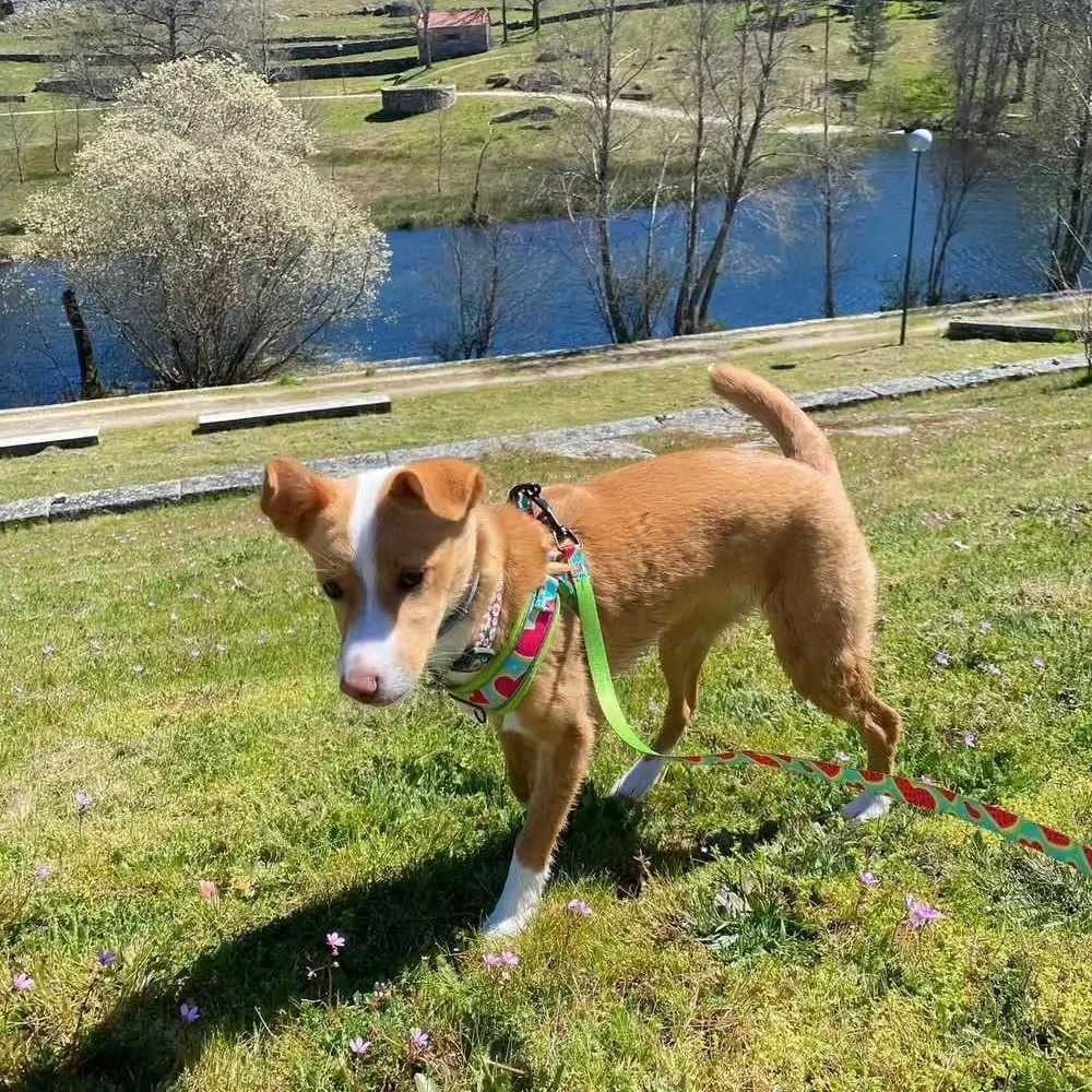 3Pcs/SetWatermelon Love High Quality Dog Harnes Leash With Poop Bag Holder Set Soft Breathable Lining M251213