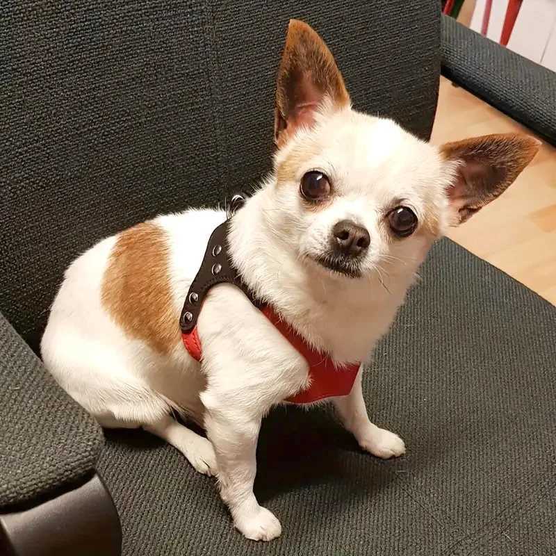 New Pet Dog Harness Soft Leather Dog Harness Leash Cute Glass Pattern Harness Attaching Strong Leash For Different Breeds S M L M251213