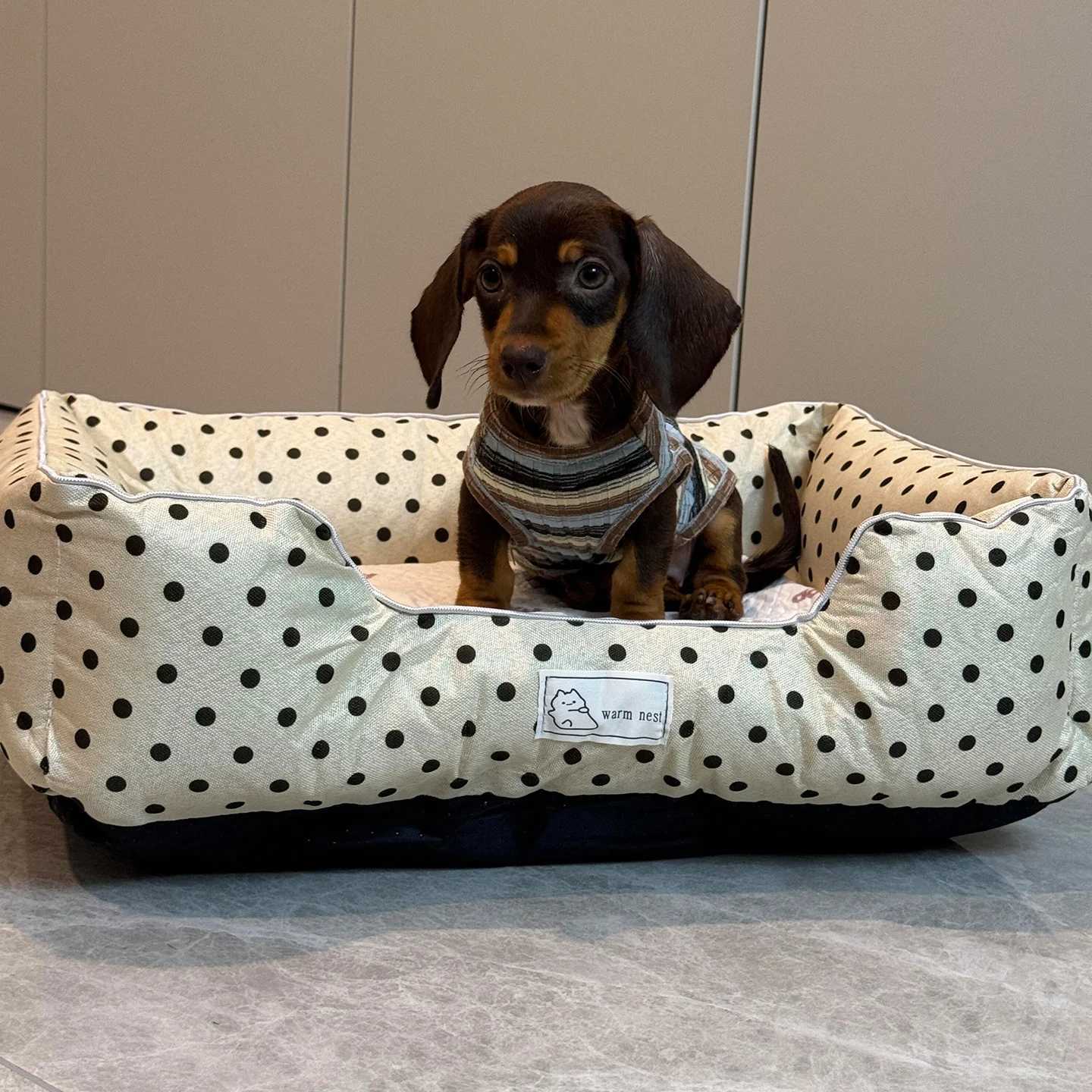 Removable Washable Pet Bed - Polka Dot All Season Mat for Small Medium Dogs Cats Plush Cushion for Dachshund Puppy M251217