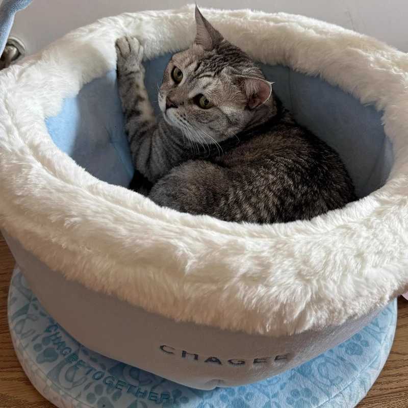 Cat Nest Limited Edition Plush Teacup Cute Pet Nest Zeze Collaboration Cat Nest All-Season Cat Villa M251217