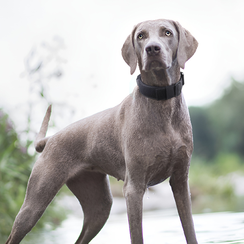 Durable Nylon Adjustable Pet Dog Collar with Pull Resistant Design & Handled Grip for Effective Training Sessions