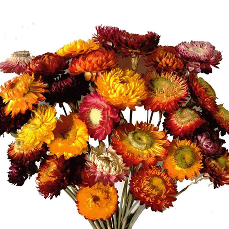 40 Stems Dried Colorful Chrysanthemum Flower Heads with Wheat Straw Real Flower Bouquet for Desktop Modern Home Farmhouse Coffee Table Decoration Vase Filler