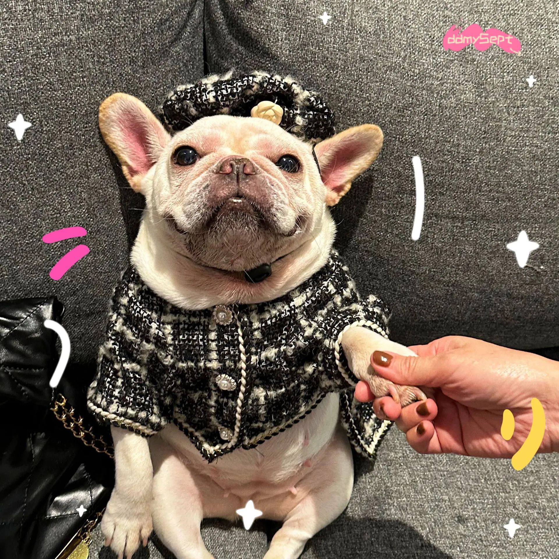 Tweed Princess Dog Dress - Cute Pet Clothes Outfit for Small Dogs, Puppies, Cats, Teacup Yorkie, Chihuahua XL ddmysept H260130