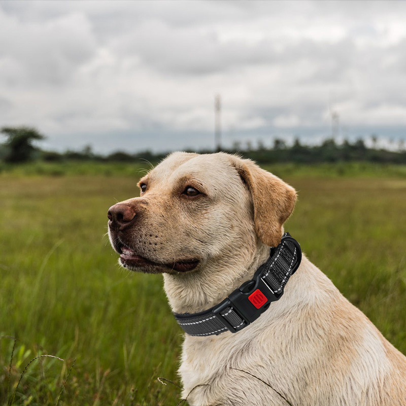 Durable Reflective Dog Collar Diving Material Multi Color Adjustable Pet Collar