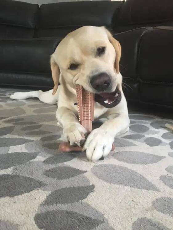 Durable Oral Care Dog Chews Puppy Chew Toys Keep Clean for Mild Chewing and Teething Teeth Cleaning Toy 25N1226