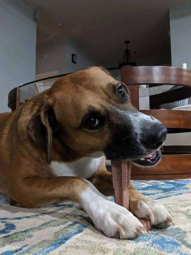 Durable Oral Care Dog Chews Puppy Chew Toys Keep Clean for Mild Chewing and Teething Teeth Cleaning Toy 25N1226