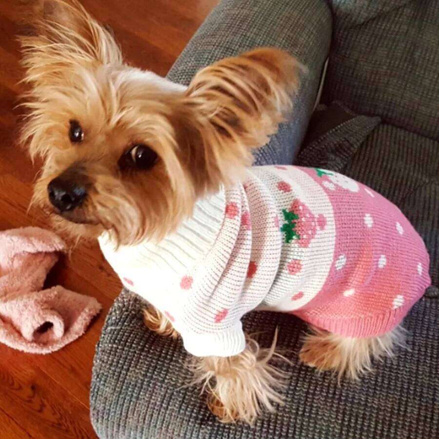 Pet Dog Sweaters Classic Knitwear Turtleneck Winter Warm Puppy Clothing Cute Strawberry and Heart Doggie Sweater Pink Medium 25T1226