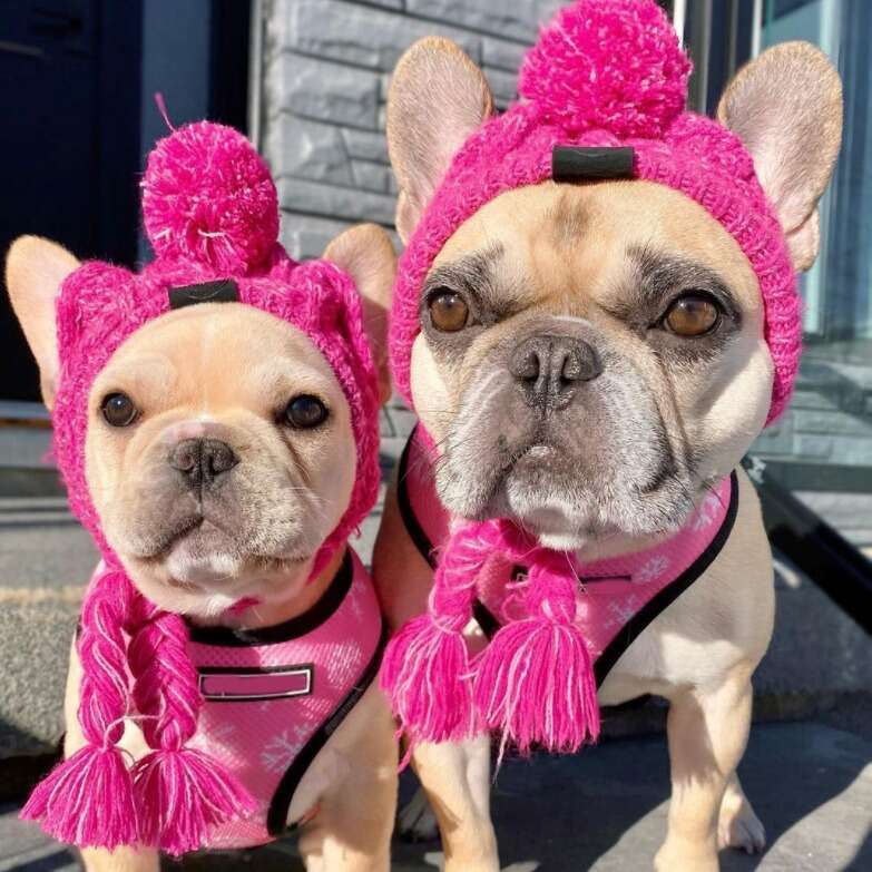 New Autumn Winter Warm pet supplies Windproof Fluffy Ball French Bulldog Dog Hat New Hot Sale 2026 Pet Cat Head Cover Supplies