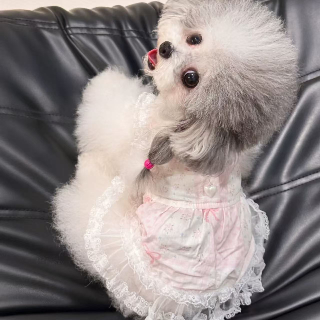 T620 Dog Cute Bear Doll Collar Overall Dress