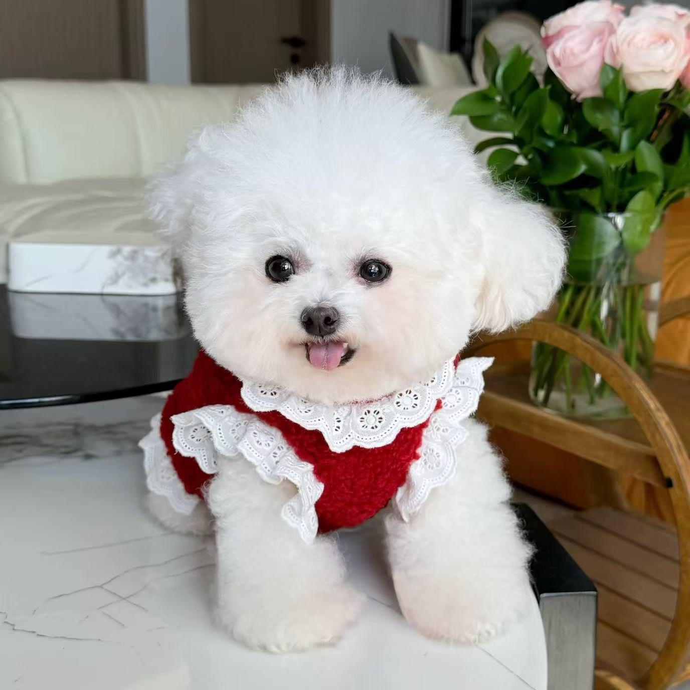 T618 Pet floral bow pumpkin skirt cat dog clothes comfortable breathable Teddy Bichon