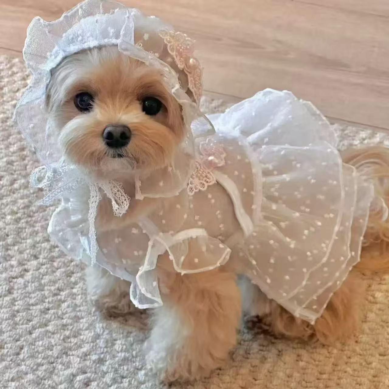 T611 Cotton soft solid color base lace welt shirt T-shirt cat dog Bichon Yorkshire pet clothes