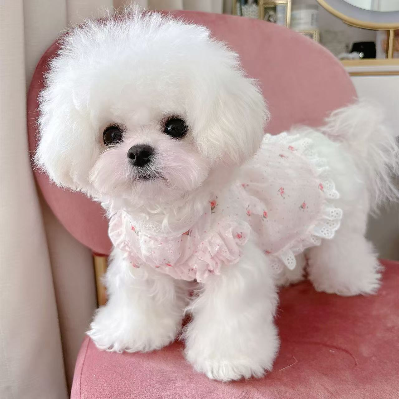 T613 Spring and summer clear thin lace pet cat and dog clothes floral Bichon Teddy light princess dress