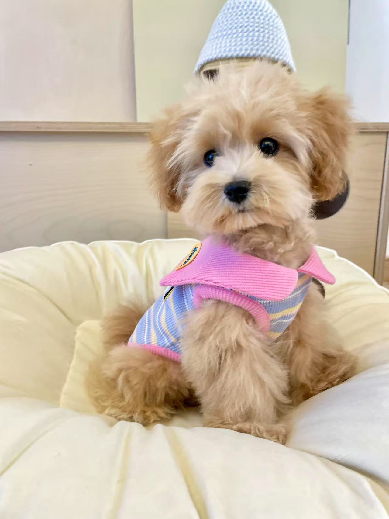 T615 Original pet clothes spring and summer new lace wedding dress tutu skirt dog cat thin skirt