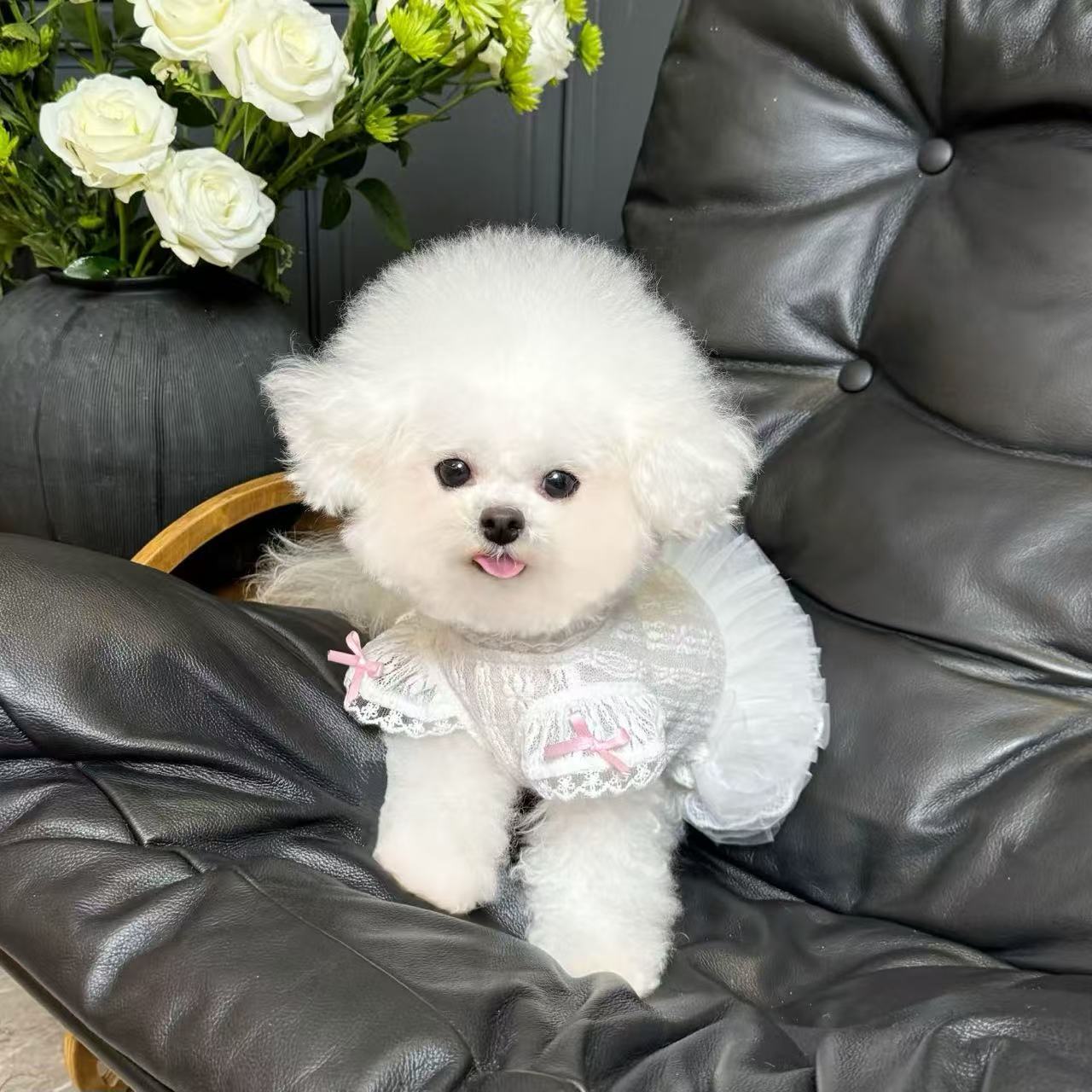 T617 New Korean elastic lace bottoming shirt for autumn and winter, Teddy Bichon dog and cat inner wear clothes