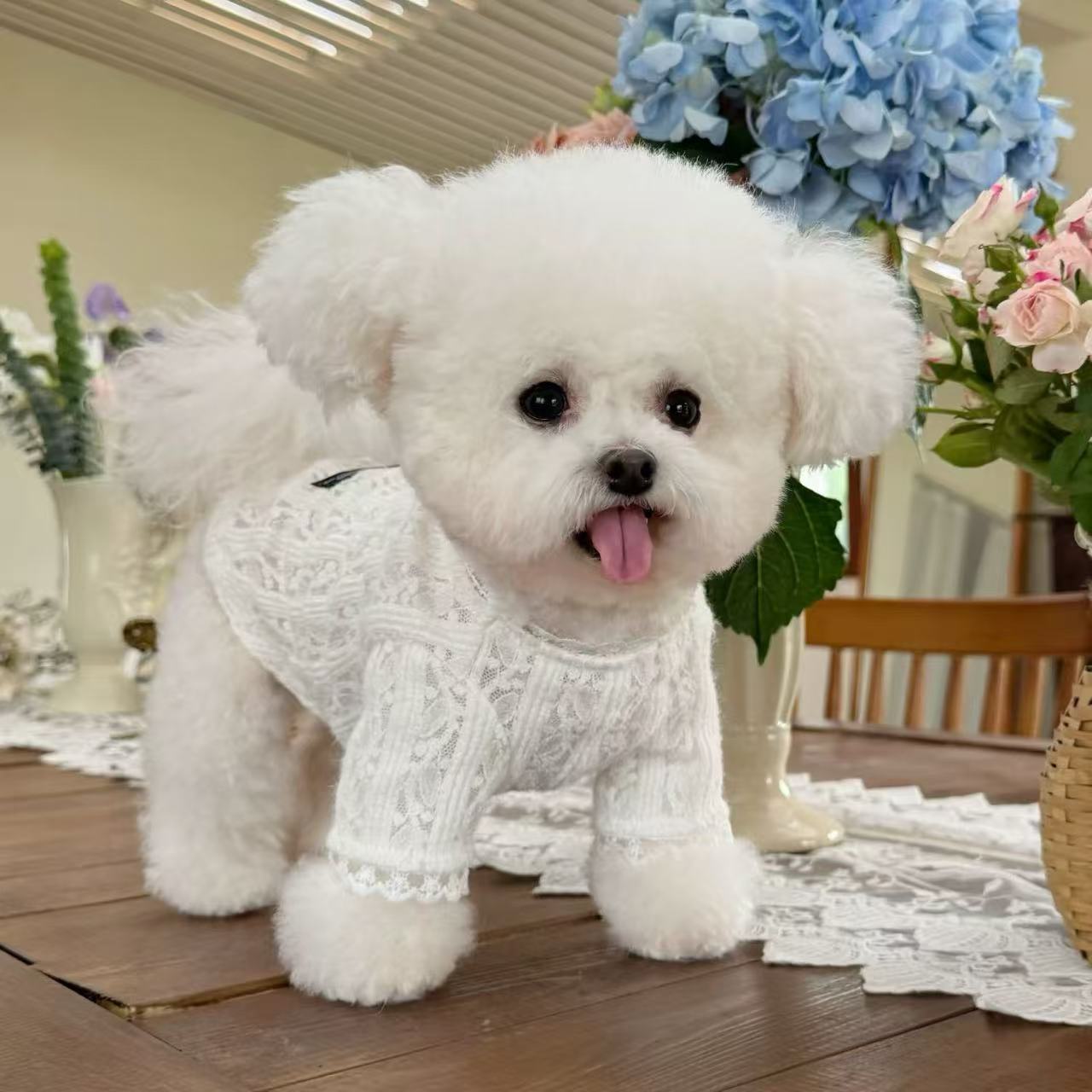 T924 summer dog clothesFashionable and versatile