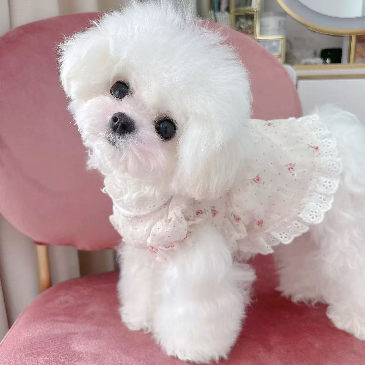 T613 Spring and summer clear thin lace pet cat and dog clothes floral Bichon Teddy light princess dress