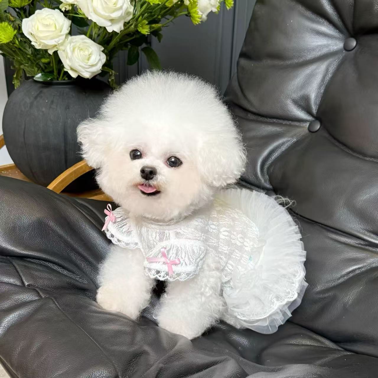 T617 New Korean elastic lace bottoming shirt for autumn and winter, Teddy Bichon dog and cat inner wear clothes