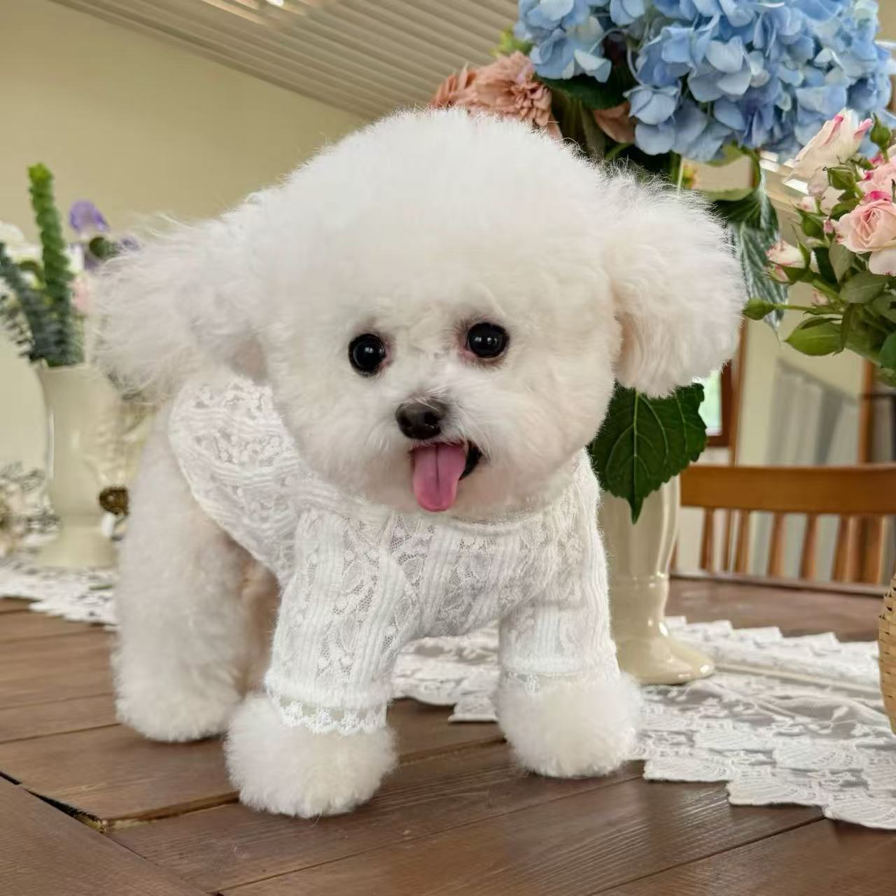 T619 Vest Dress Cute Warm Teddy Bichon Dog Cotton-padded Jacket