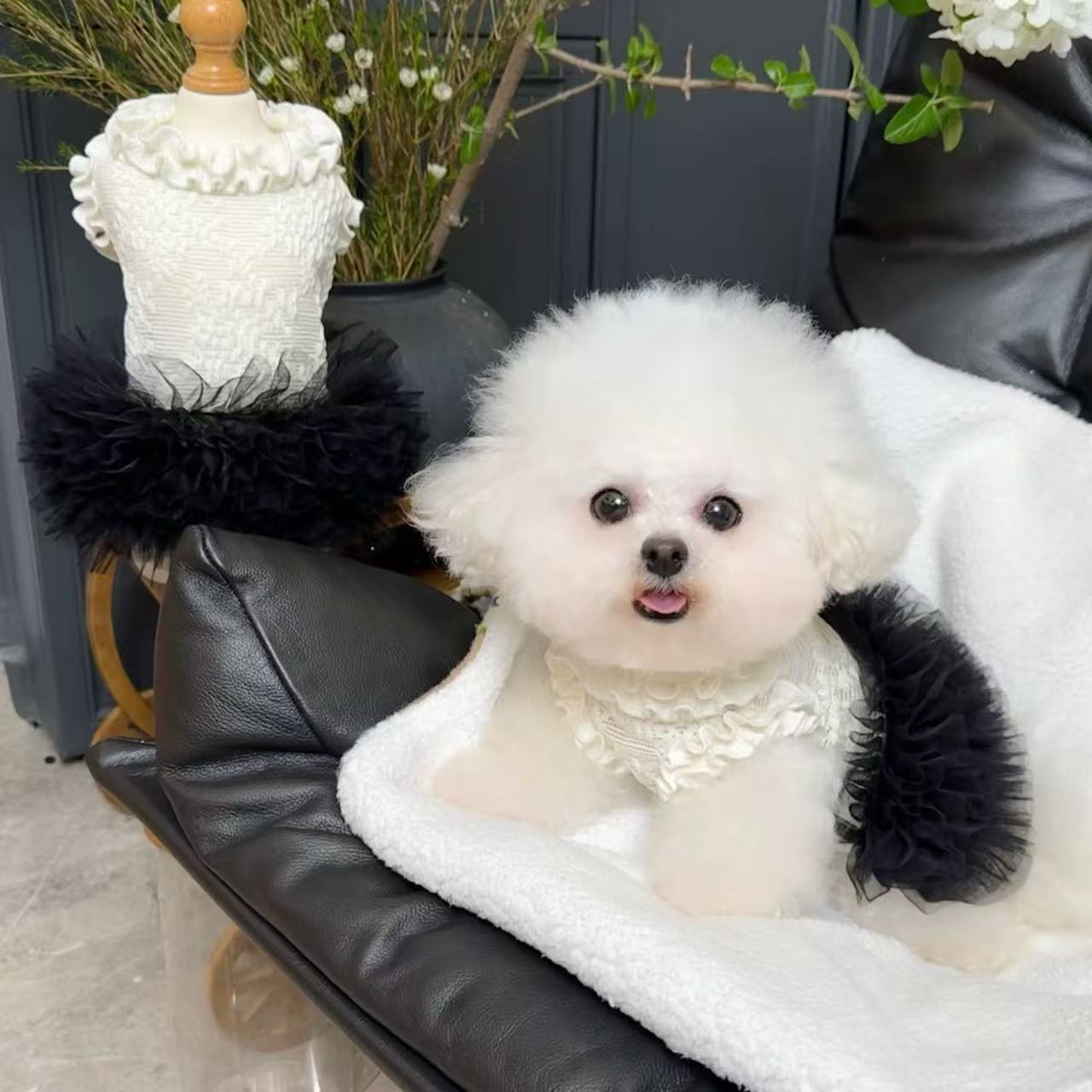 T924 summer dog clothesFashionable and versatile