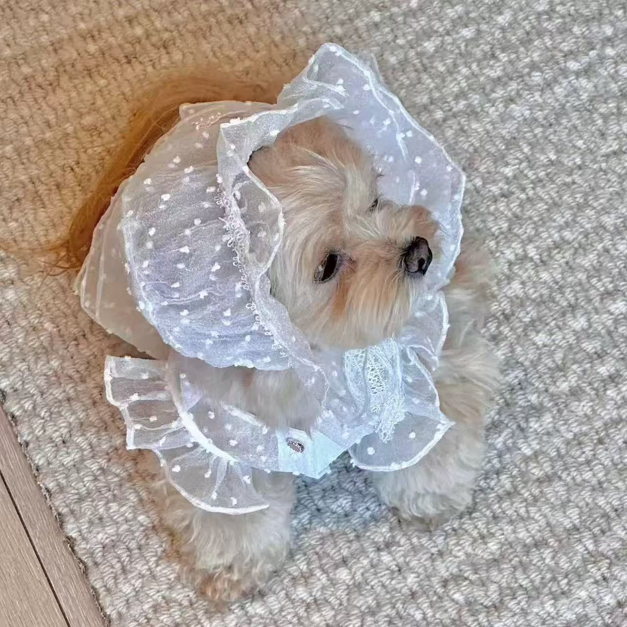 T611 Cotton soft solid color base lace welt shirt T-shirt cat dog Bichon Yorkshire pet clothes