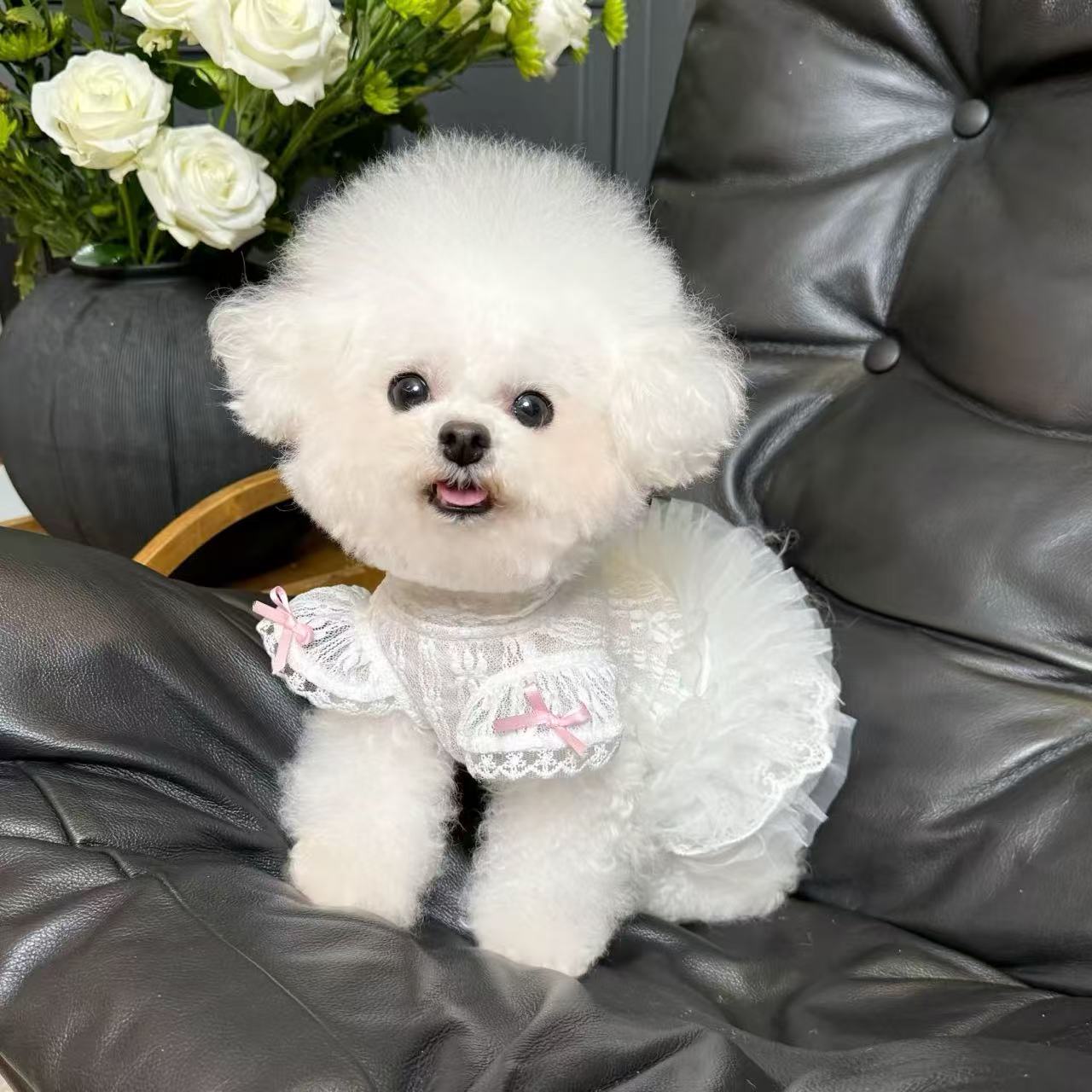 T617 New Korean elastic lace bottoming shirt for autumn and winter, Teddy Bichon dog and cat inner wear clothes
