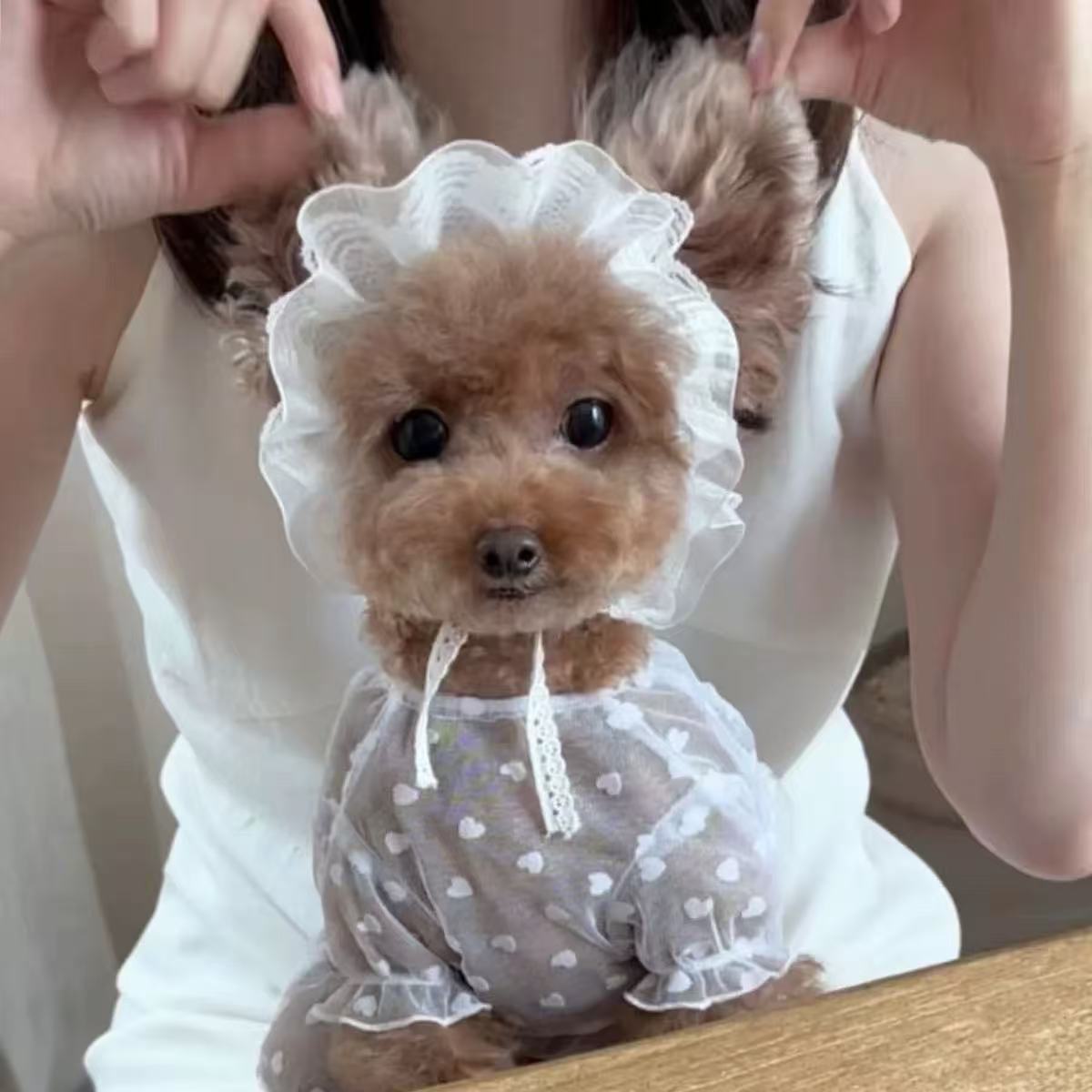 T644 Dog clothes lace skirt summer mesh cat clothes cat cute princess clothes anti-drop