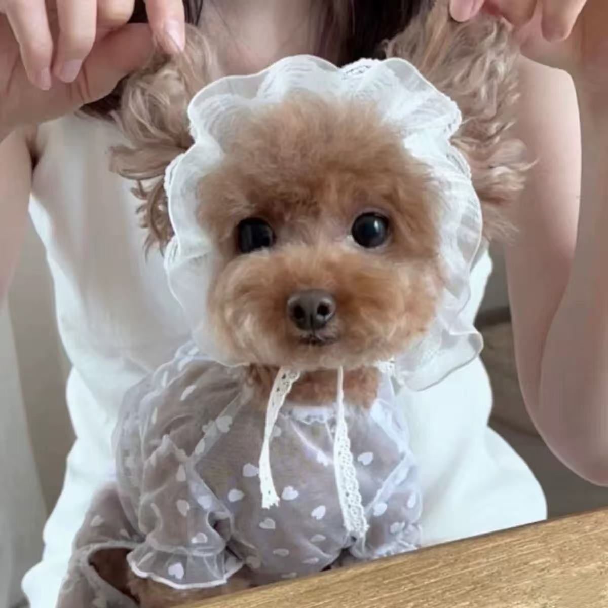 T644 Dog clothes lace skirt summer mesh cat clothes cat cute princess clothes anti-drop