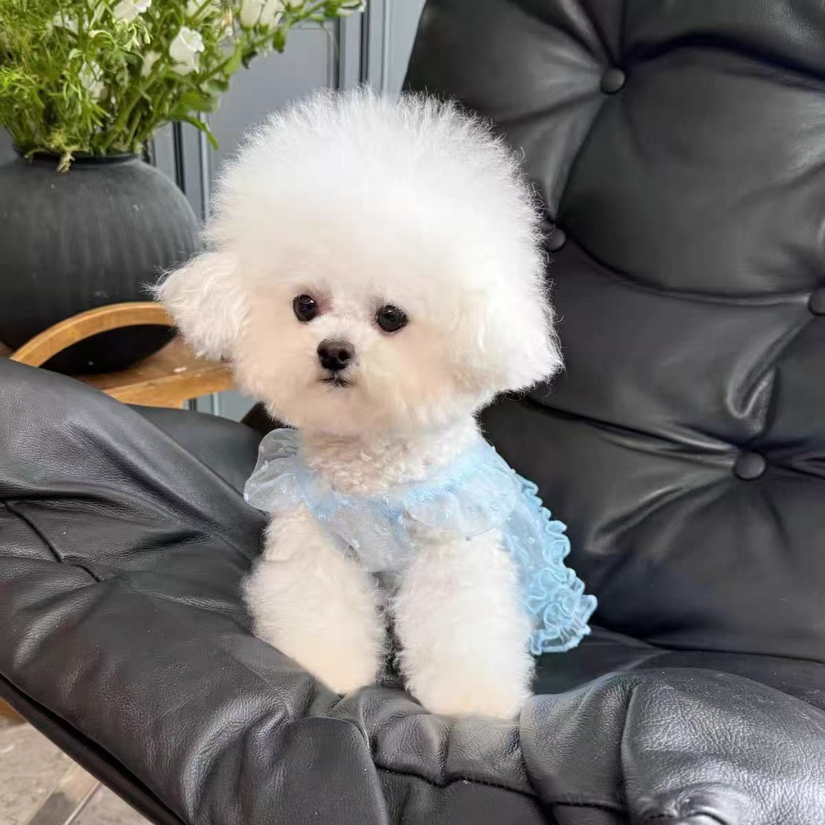 T647 New spring and summer Teddy Pomeranian small dog clothes for dogs and cats pets doll collar thin fluffy gauze clothes