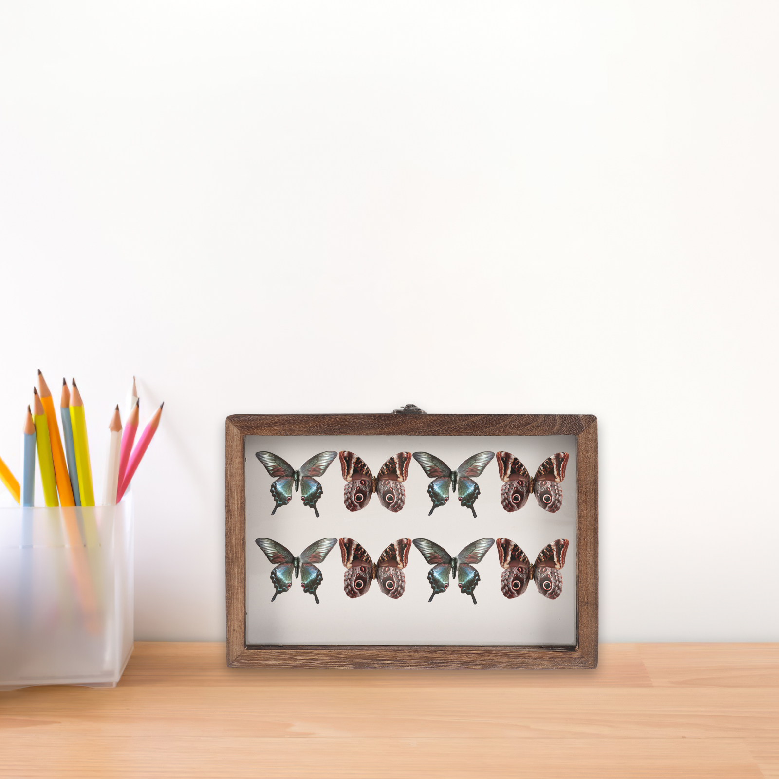 Butterfly Specimen Display Box Butterflies Case Dried Flowers Insect Holder Photo Frame H260306