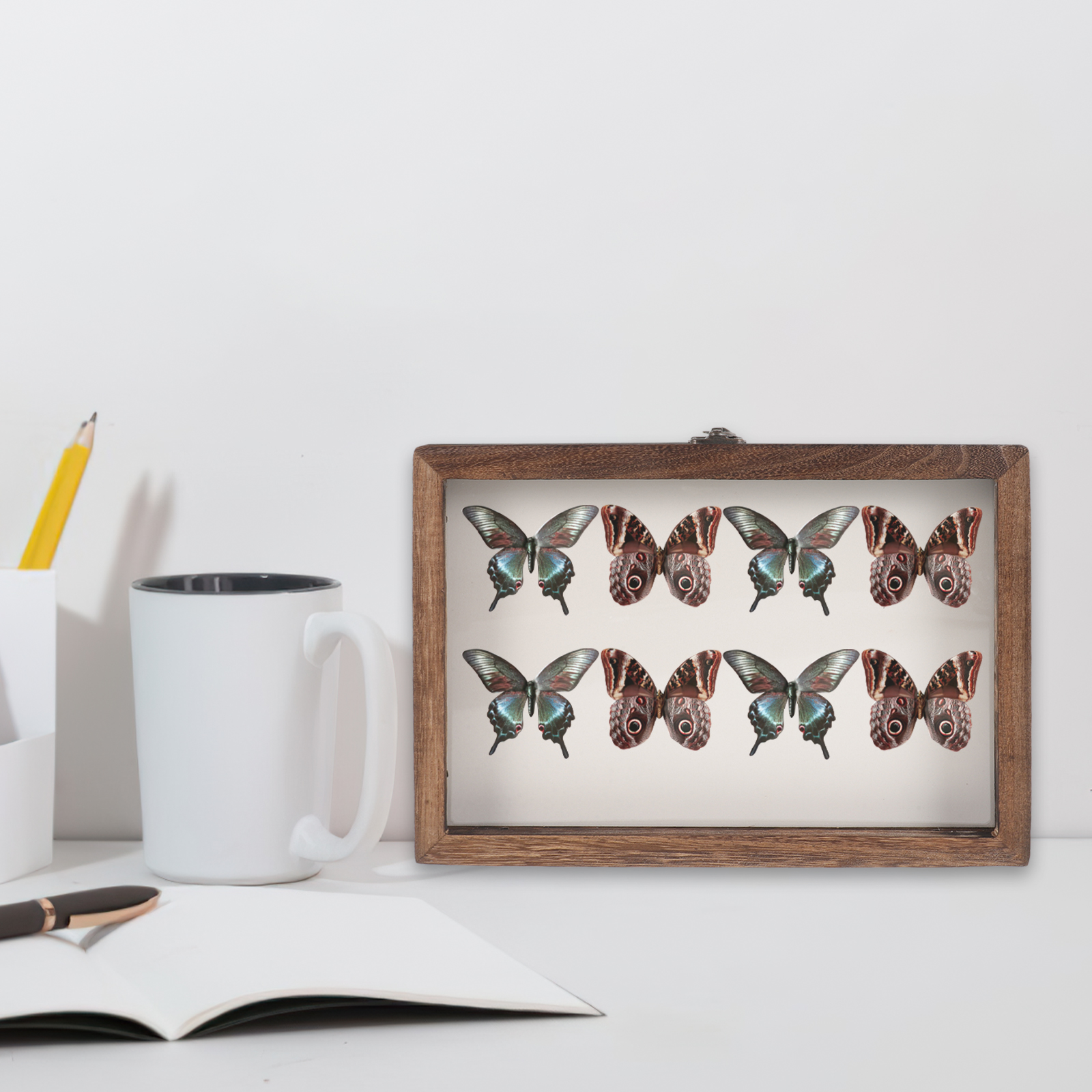 Butterfly Specimen Display Box Butterflies Case Dried Flowers Insect Holder Photo Frame H260306