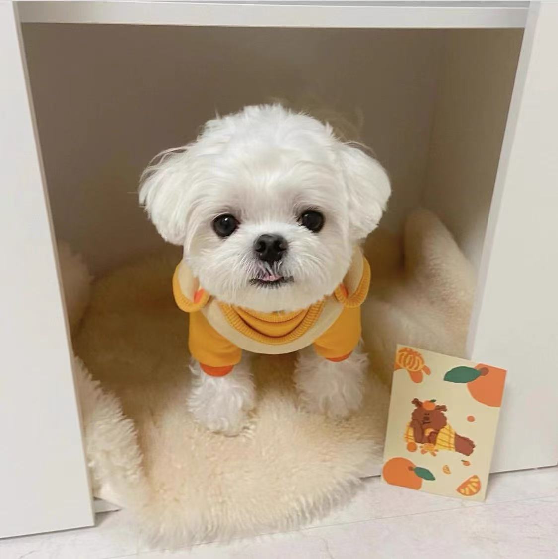 T678 Vest warm coat Teddy Bichon French Bulldog Schnauzer dog cat winter clothes