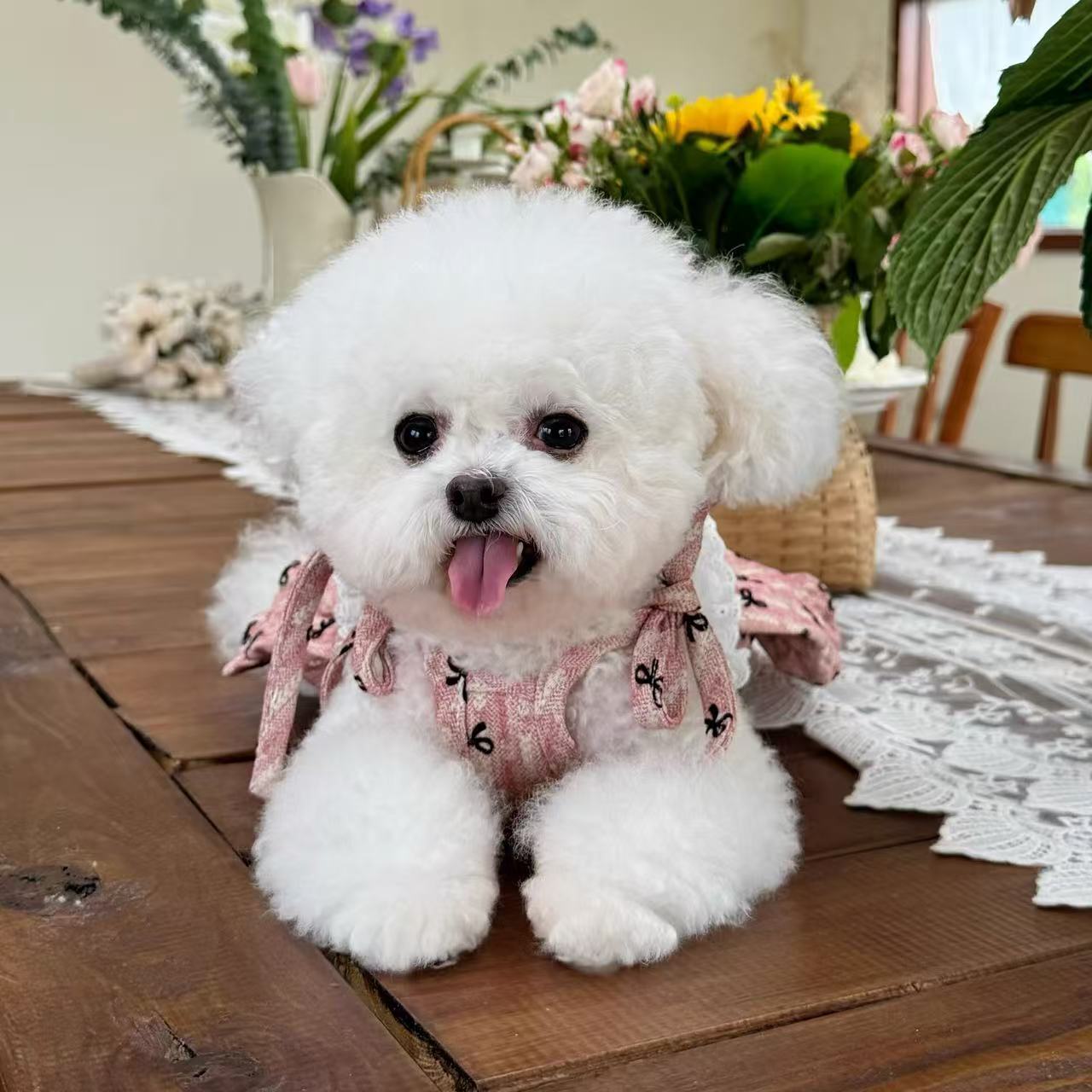 T747 Pet clothes autumn and winter new Korean cute lace suspender princess dress dog cat skirt