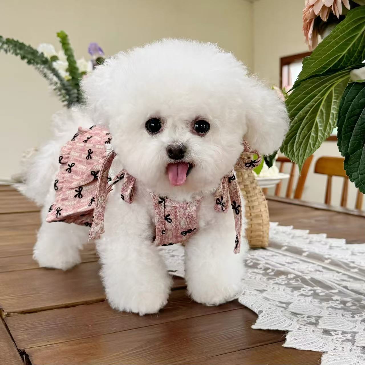 T747 Pet clothes autumn and winter new Korean cute lace suspender princess dress dog cat skirt
