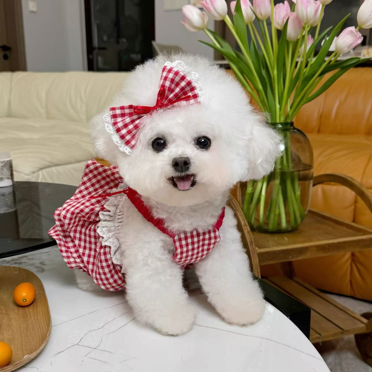 T689 New Korean elastic lace bottoming shirt Teddy Bichon dog cat inner wear clothes