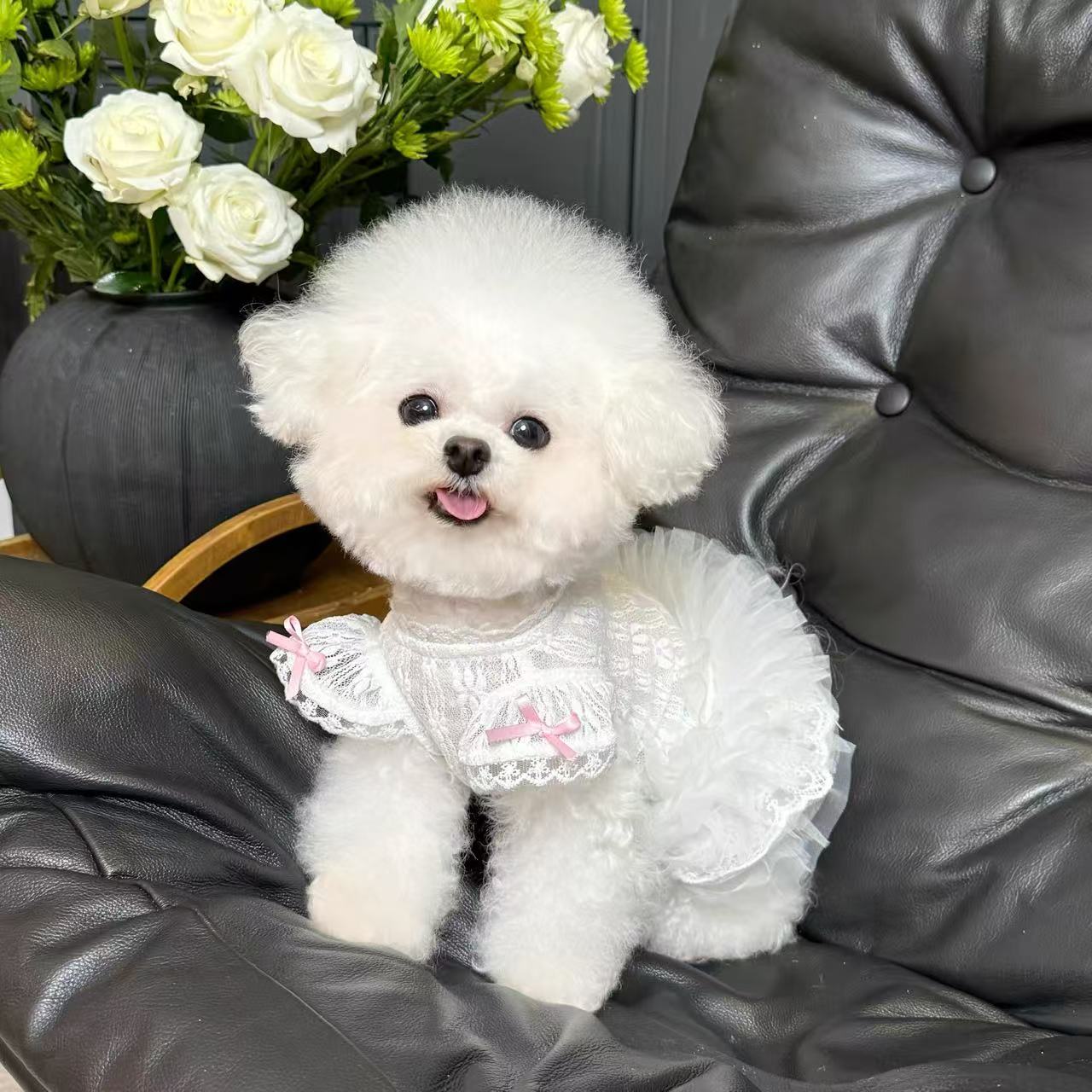 T688 Pet clothes spring and summer new lace wedding dress tutu skirt dog cat thin skirt