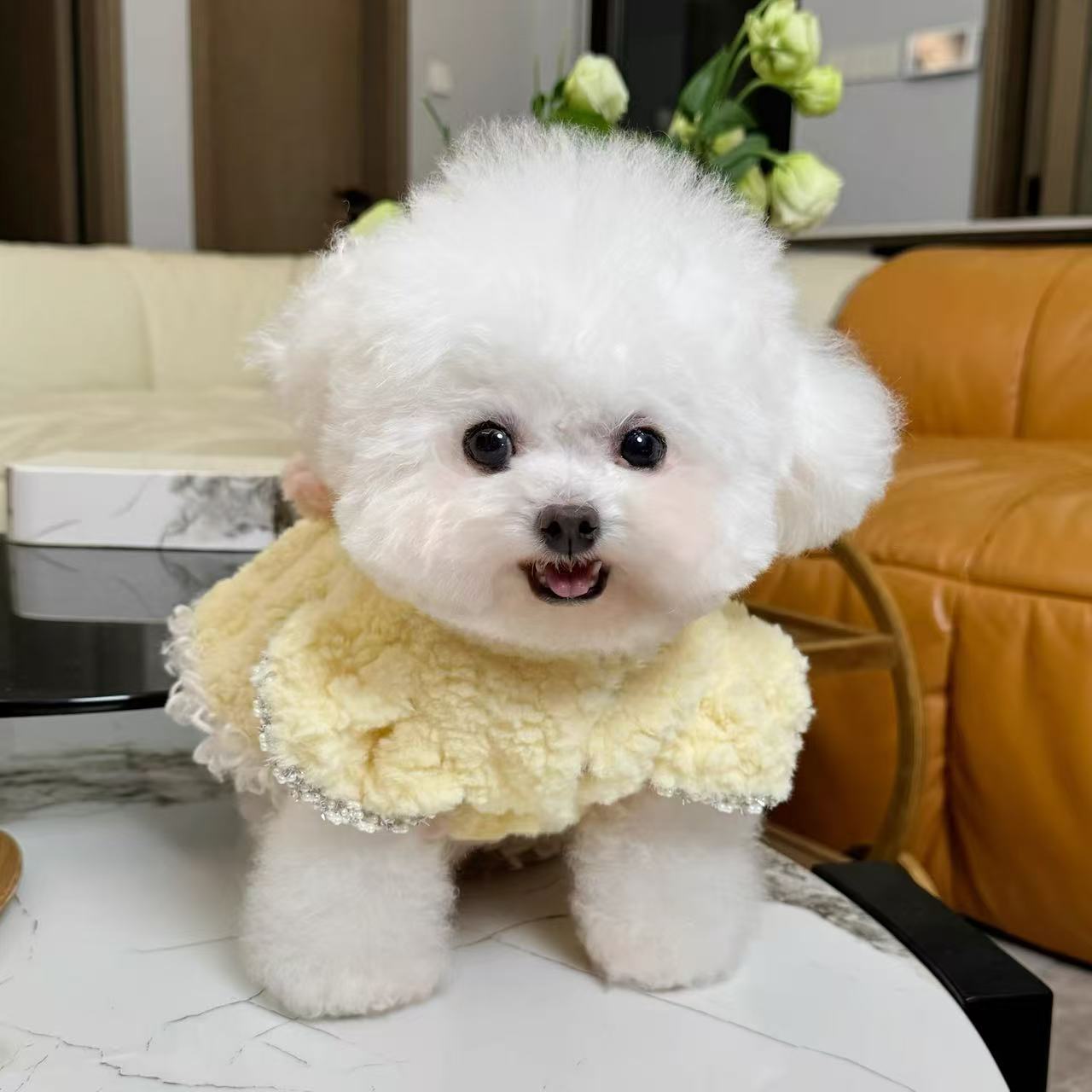 T690 Flying Sleeve Princess Dress Dog Cat Pull Cardigan Button Jacket