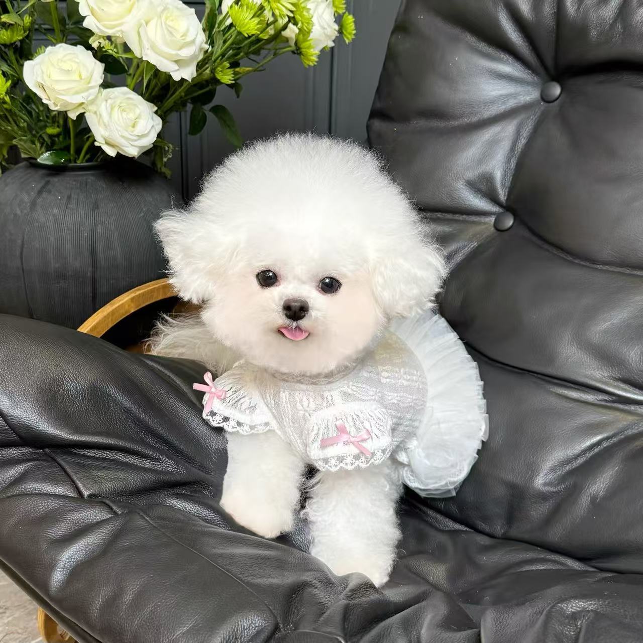 T688 Pet clothes spring and summer new lace wedding dress tutu skirt dog cat thin skirt